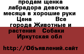 продам щенка лабрадора девочка 2 месяца в хорошие руки › Цена ­ 8 000 - Все города Животные и растения » Собаки   . Иркутская обл.